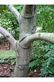 Wood (Paulownia Tomentosa)