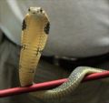 Juvenile King Cobra, Ophiophagus hannah