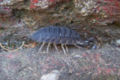 Woodlouse Scurrying around backyard.
