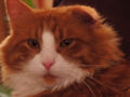 Cat (Felis silvestris catus) A grace cat