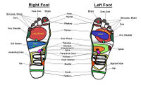 foot reflexology chart