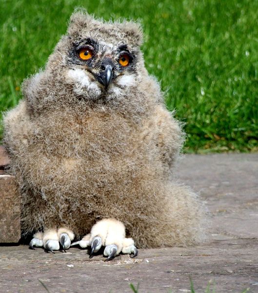 File:Baby etho owl.jpg