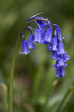 Blue bell flower.jpg