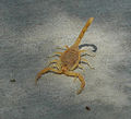 Thumbnail for version as of 19:16, 22 October 2008
