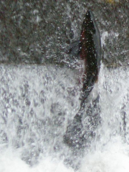 File:Coho salmon heading upstream.jpg
