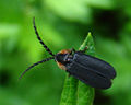 Firefly (Lucidota atra) Family: Lampyridae
