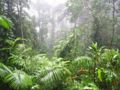 Forest floor of a Rainforest near the Skyrail, Cairns, Australia.
