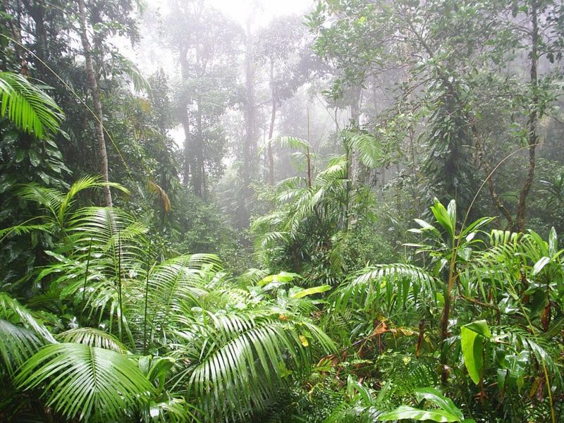 File:Forest floor.jpg