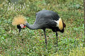 Grey Crowned Crane (Balearica regulorum ) Family:Gruidae
