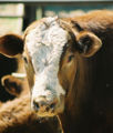 Thumbnail for version as of 16:53, 14 June 2007