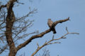 Wood pigeon (Columba palumbus) on the tree.