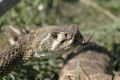 Thumbnail for version as of 04:52, 4 January 2008