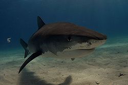 Tiger shark 2.jpg
