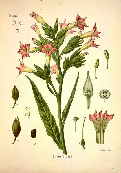 File:Tobacco Body Design.jpg