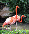 American Flamingo (P. Ruber)