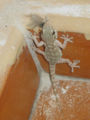 Thumbnail for version as of 17:54, 1 December 2006