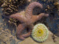 The sea star is a dangerous predator for the anemone