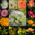 Thumbnail for version as of 17:20, 11 May 2007