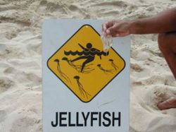 Box jellyfish warning.jpg