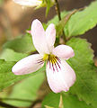 Thumbnail for version as of 08:16, 19 May 2010