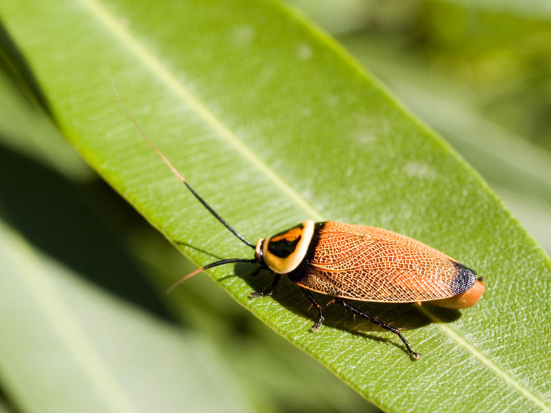 File:Cockroach's ootheca.jpg