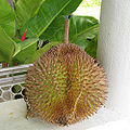Durian (Durio zibethinus Murray)