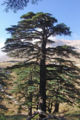 Lebanon Cedar (Cedrus libani)