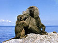 Olive Baboon (Papio Anubis)