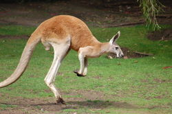 Red Kangaroo by TardisCat.jpg