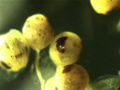 Thumbnail for version as of 21:50, 19 November 2007