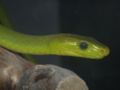 Eastern Green Mamba (D. angusticeps)