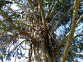Thumbnail for version as of 06:53, 15 June 2008