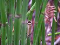 Scouringrush horsetail (Equisetum hyemale L.) Subtaxa:name