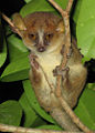 Golden-brown Mouse Lemur (Microcebus ravelobensis) Family: Cheirogaleidae