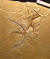 The Maxberg Specimen