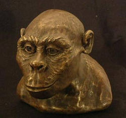 Austrolopithecus africanus.jpg