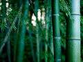 Bamboo Family: Poaceae Tribe: Bambuseae
