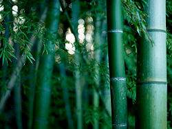 Bamboo thicket.jpg
