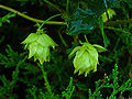 Hops (Humulus lupulus)