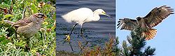 Bird banner.jpg