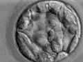 Thumbnail for version as of 00:30, 28 November 2008