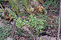 Coca Bush (E. Coca)