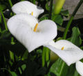 Calla Lily