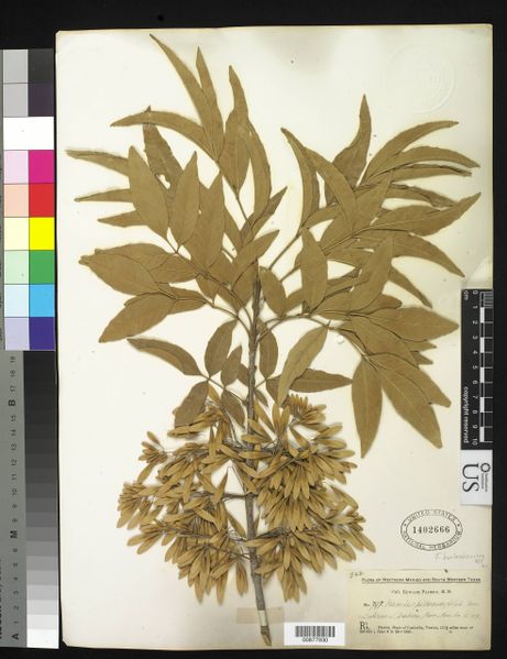 File:Fraxinus berlandieriana.jpg