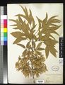 Mexican-Ash (Fraxinus berlandieriana) Fraxinus