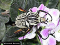Thumbnail for version as of 14:47, 10 December 2010