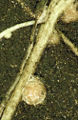 Thumbnail for version as of 07:08, 5 February 2007