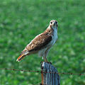 Red-tailed hawk (Buteo jamaicensis) Order: Falconiformes