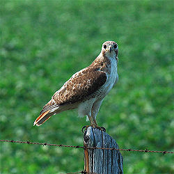 Red-tailed hawk.jpg
