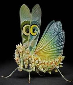 Spiny flower mantis.jpg